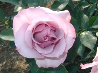 Rose3
